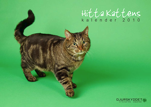 Ernst är omslagskatt på årets kalender. Klicka på bilden för att komma till HittaKattens hemsida.