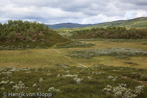 Vindelfjällen
