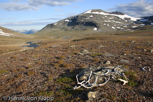 Ammarfjället, Rerrogaise