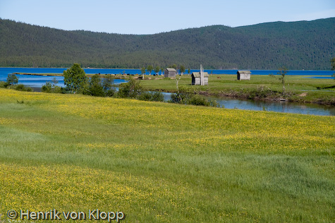 Naturbetesmarker längs Vindelälven