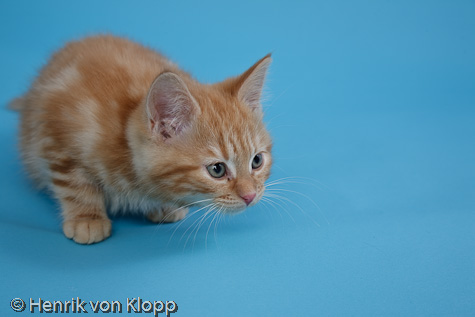 Albin