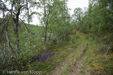 Stig längs vindelån Leden är lättgången och inte särskilt sliten.
